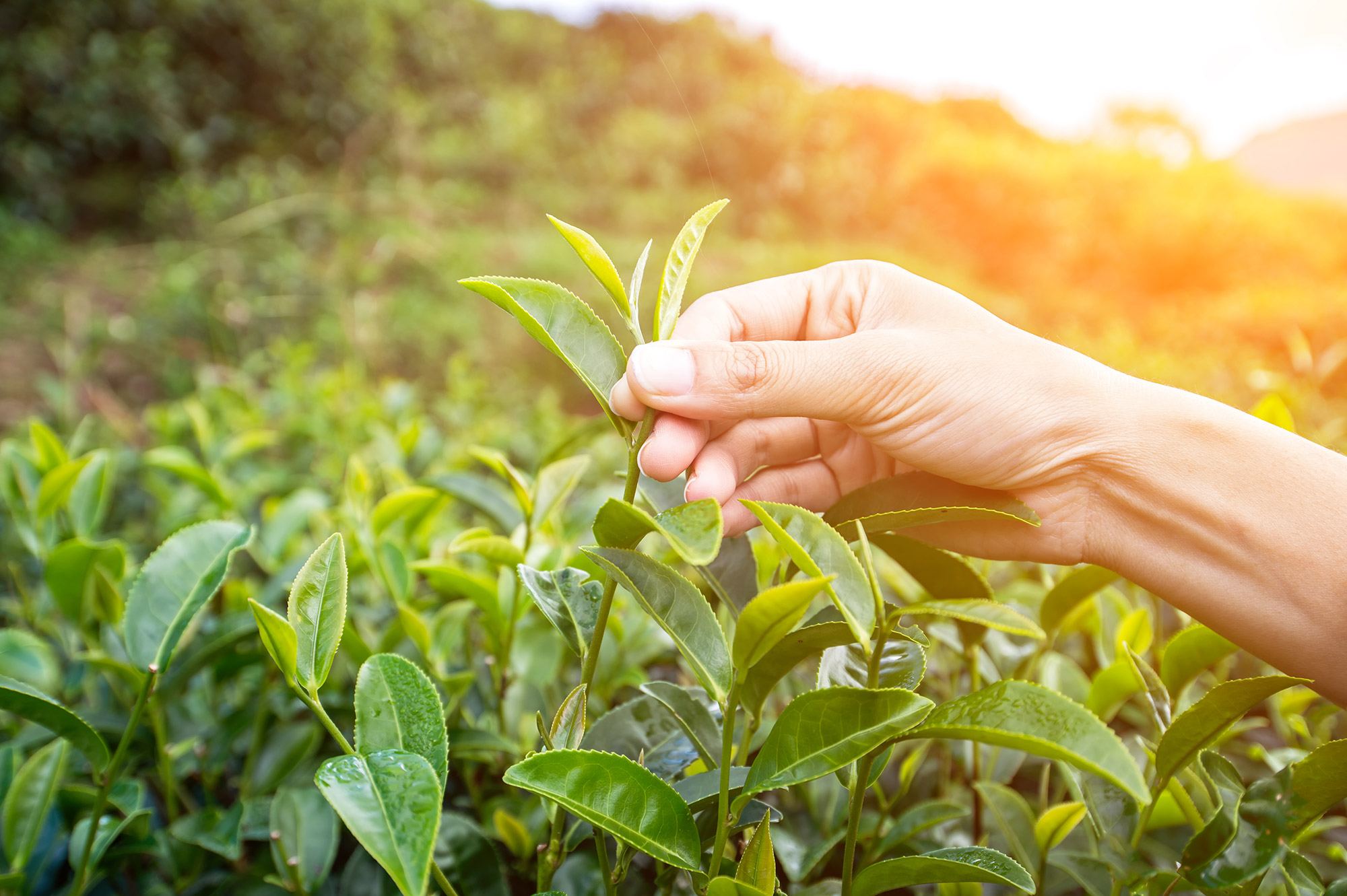 Best Organic & Sustainable Tea Field